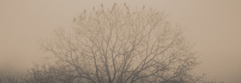 Tree of Crow