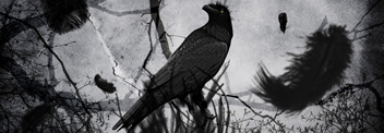 The Crow